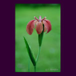 Native Red LA Iris posters