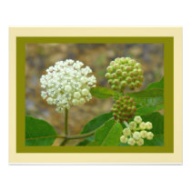 Native Species " Art by I AM" Photo Enlargement