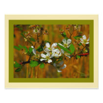 Native Species Wild Blackberry "Art by I AM" Photo