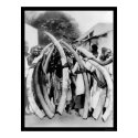 Natives with Ivory Tusks in Dar Es Salaam 1885 posters