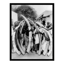 Natives with Ivory Tusks in Dar Es Salaam 1885 posters