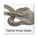 Natrix Grass Snake Magnet