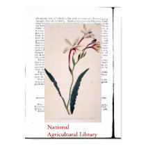 Natural Botanical Print Three
