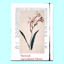 Natural Botanical Print Three