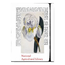 Natural Botanical Print Two