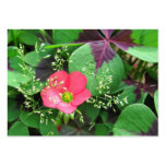 flowers, gardens, oxalis, nature, natural, iron