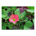 flowers, gardens, oxalis, nature, natural, iron