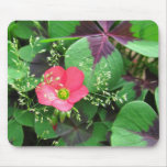 flowers, gardens, oxalis, nature, natural, iron