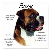 Natural Ear Boxer Meet the Breed Poster posters by GreyWolfCreation Natural Ear Boxer Meet the Breed Poster posters
