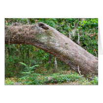 Natural Florida Greeting Card