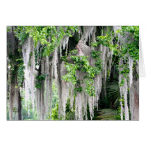 Natural Florida Greeting Cards
