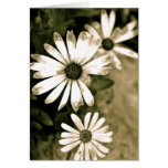Natural Florida Greeting Card