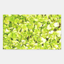 natural  Green leaf leaves Trees Earth Beautiful D Rectangular Sticker