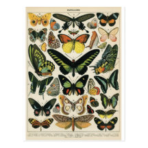 Natural History Butterfly Postcards
