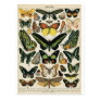 Natural History Butterfly Postcards