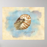 Natural History Nautilus Canvas Print