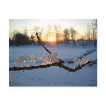 Natural Ice Animals in Winter Postcard