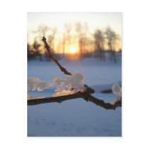 Natural Ice Animals in Winter Postcard