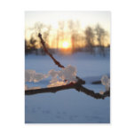 Natural Ice Animals in Winter postcards