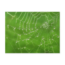 Natural Jewels postcard