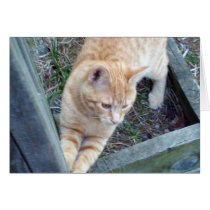 Natural Kitty cards