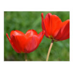 Natural Spring Tulip Floral Postcards