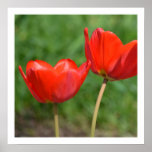 Natural Spring Tulip Floral Poster