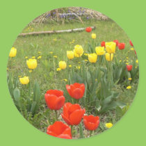 Naturalized Tulips stickers