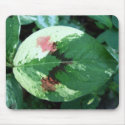 Naturally Red Stained Leaf Mousepad by wondersofwnc Naturally Red Stained Leaf Mousepad