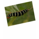 nature at it's best t-shirts by dominusashra nature at it's best t-shirts