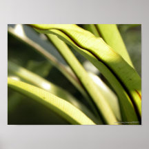 Nature/Bird's-Nest Fern in Sunlight Photo Print