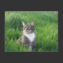 Nature Boy Cat Postcard by Victoreeah Nature Boy Cat Postcard