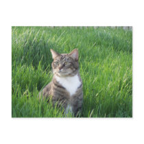 Nature Boy Cat Postcard by Victoreeah Nature Boy Cat Postcard