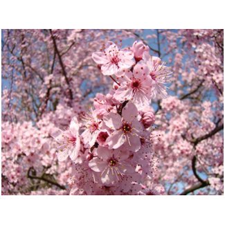 Nature Bright Pink Sunny Tree Blossoms postcards postcard