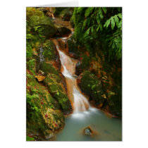 Nature Card