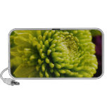 Nature Doodle Speaker