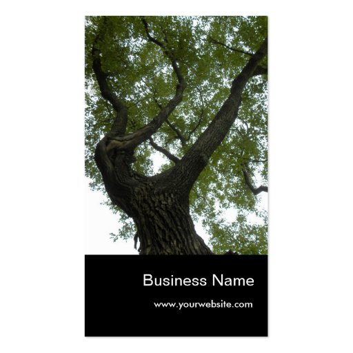 Nature/Evergreen Camphor Tree Business Card Template (front side)