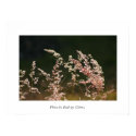 Nature I posters