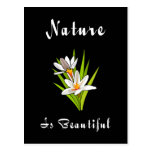 Nature Is Beautiful Post Cards