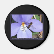 Nature Of  Love Birds-Foot Violet Magnets