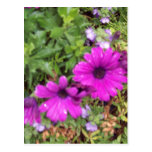 Nature of the Flower Post Cards