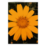 NATURE ON PAPER CARDS
