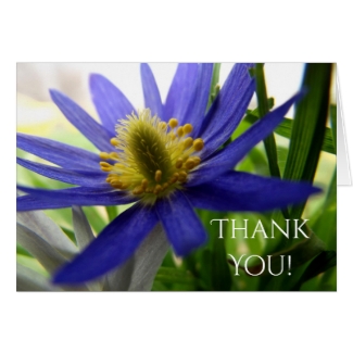 Nature Photo Blue and Yellow Wildflower Thank You