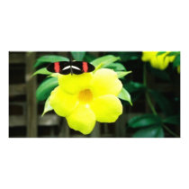 Nature photo cards