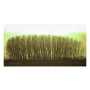 nature photoenlargement