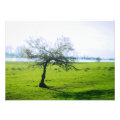 nature photoenlargement