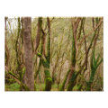 nature photoenlargement