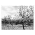 nature photoenlargement