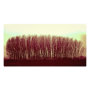 nature photoenlargement
