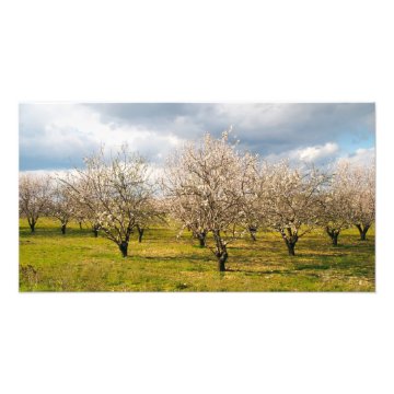 nature photoenlargement